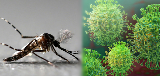 dengue-y-coronavirus