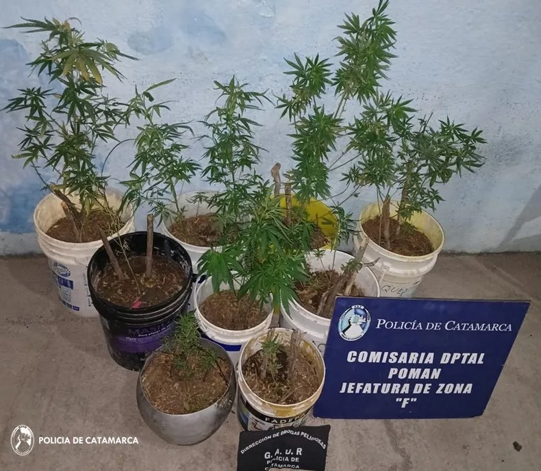 cria-dptal-poman-gaurjpg